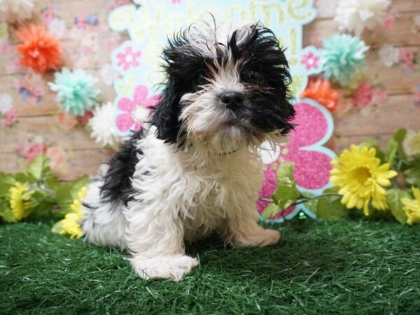 Malshi-DOG-Female-BLK/WH-21263-Petland Racine, Wisconsin