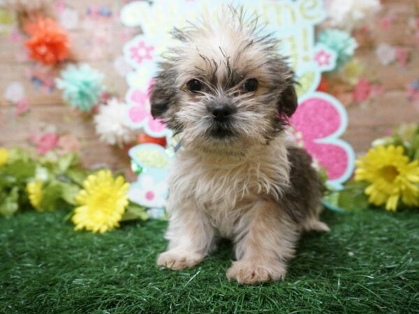 Teddy Bear DOG Female GOLD/WH 21261 Petland Racine, Wisconsin