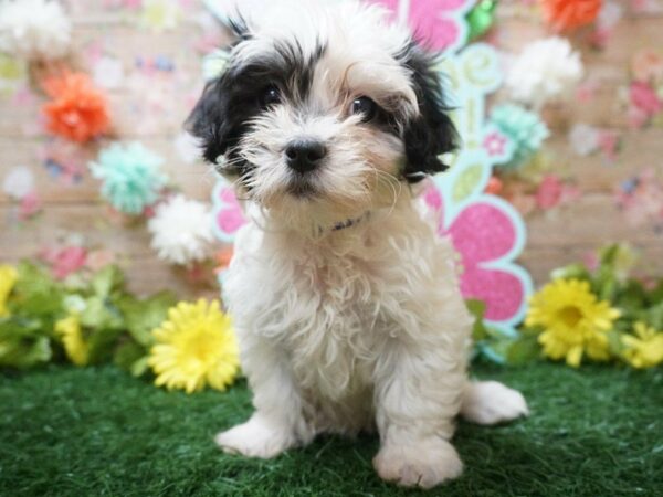 Malshi-DOG-Male-WH/BLK-21262-Petland Racine, Wisconsin