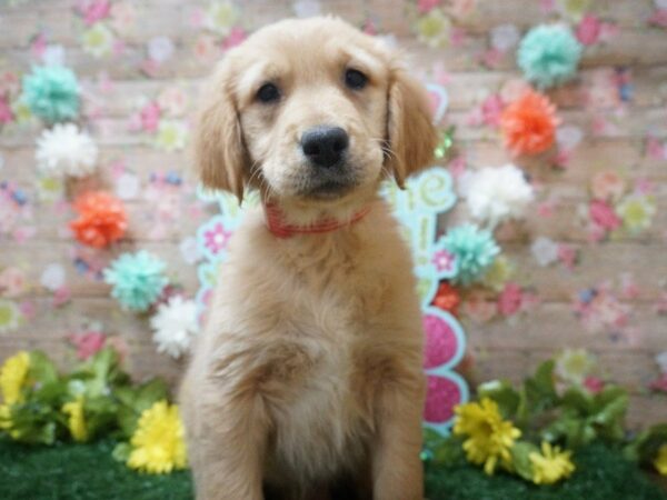 Golden Retriever DOG Female Golden 21252 Petland Racine, Wisconsin