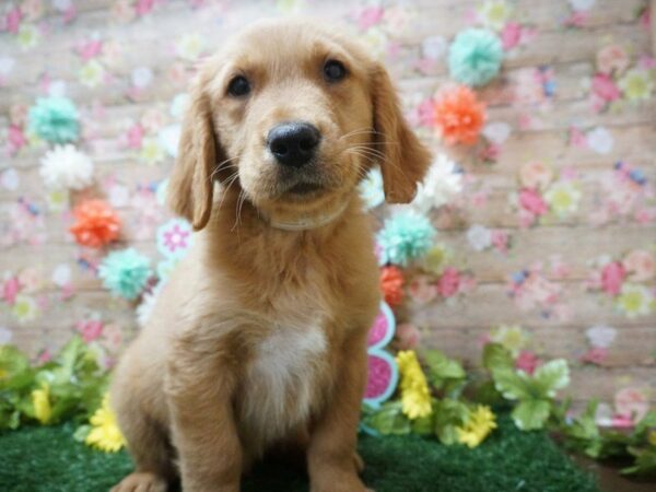 Golden Retriever DOG Male Golden 21251 Petland Racine, Wisconsin