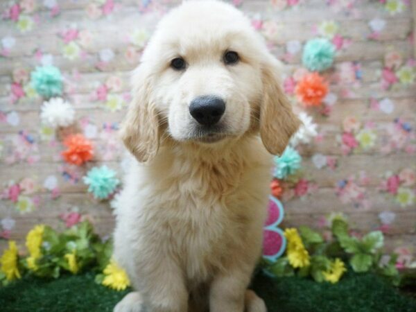 Golden Retriever DOG Male APCT 21264 Petland Racine, Wisconsin