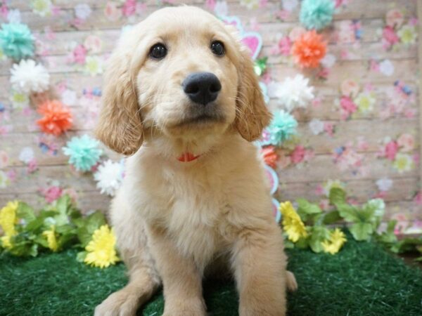 Golden Retriever DOG Male GOLDEN 21258 Petland Racine, Wisconsin