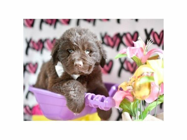 Newfoundland DOG Male Chocolate 21273 Petland Racine, Wisconsin