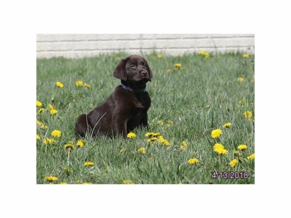 Labrador Retriever DOG Male Chocolate 21272 Petland Racine, Wisconsin