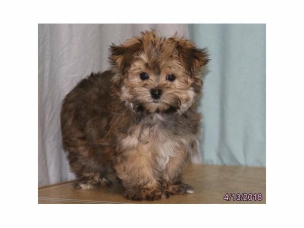 Morkie DOG Male Gold Sable 21270 Petland Racine, Wisconsin