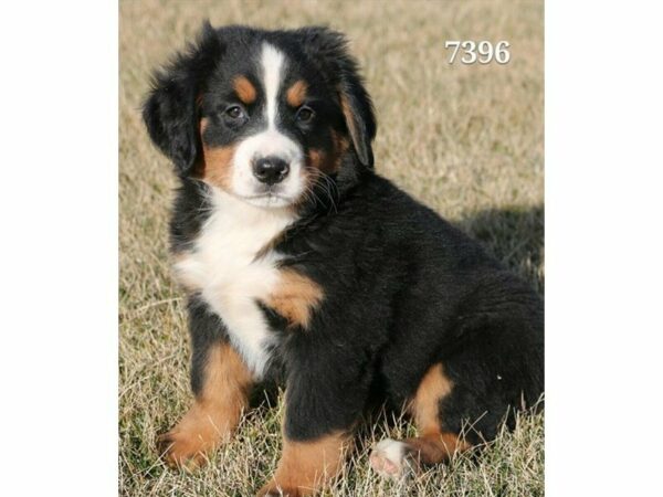 Bernese Mountain Dog DOG Female Black Rust / White 21278 Petland Racine, Wisconsin