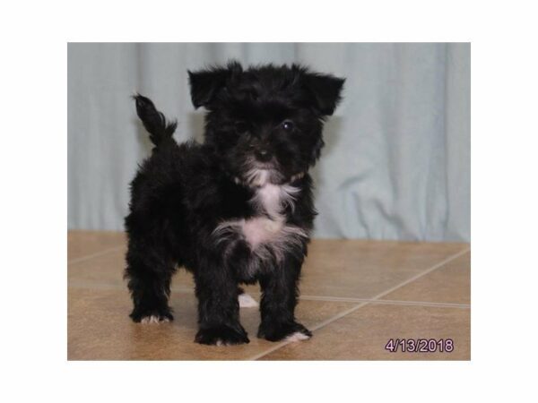 Morkie DOG Female Black / White 21269 Petland Racine, Wisconsin