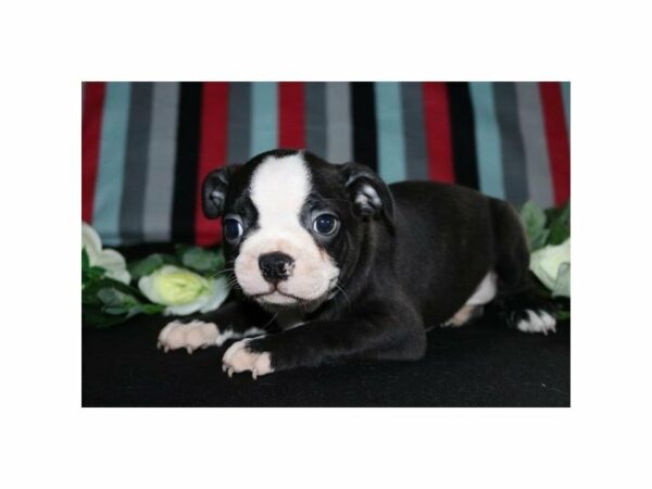 Boston Terrier DOG Male blk & wh 21277 Petland Racine, Wisconsin