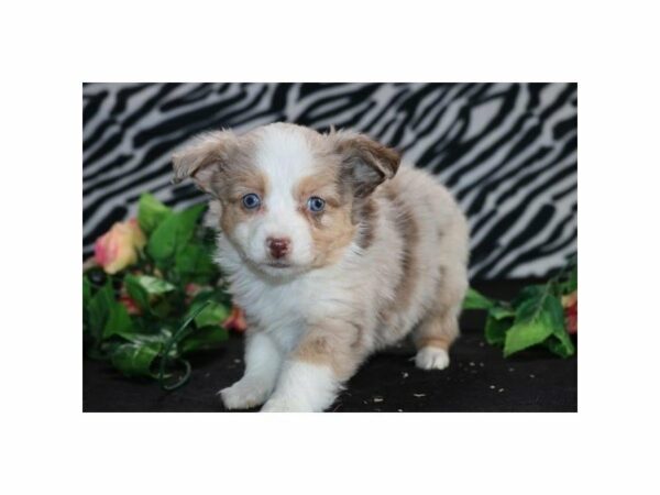 Miniature Australian Shepherd DOG Female rd mrl 21279 Petland Racine, Wisconsin