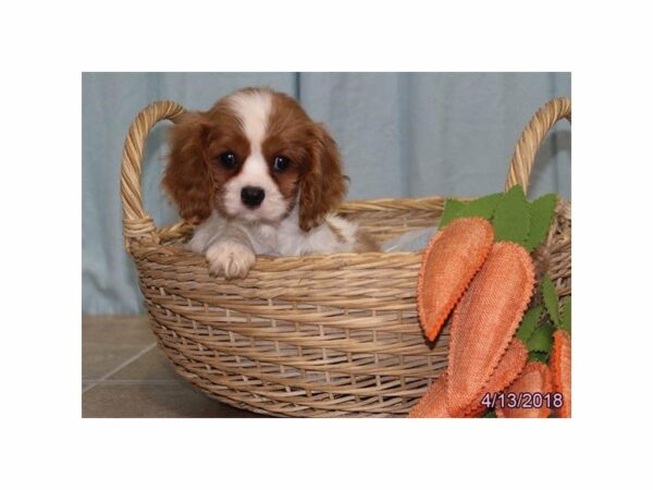 Cavalier King Charles Spaniel DOG Female Blenheim 21271 Petland Racine, Wisconsin