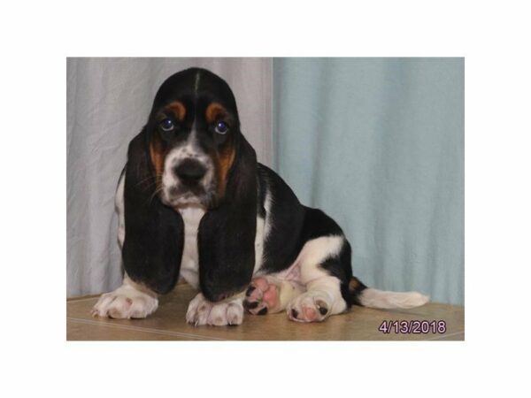 Basset Hound DOG Male Tri-Colored 21276 Petland Racine, Wisconsin