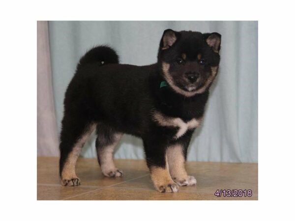 Shiba Inu DOG Female Black / Tan 21275 Petland Racine, Wisconsin