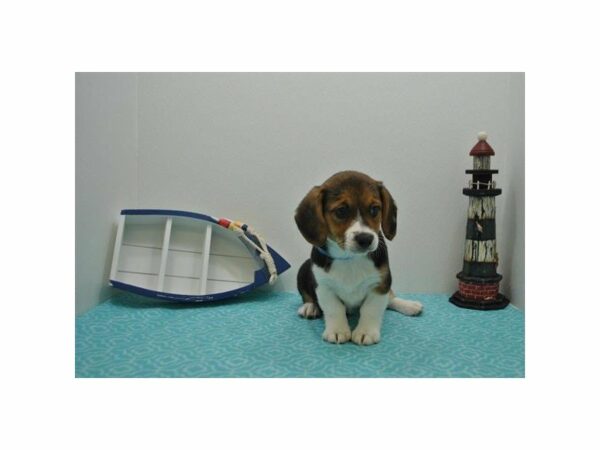 Corgi/Beagle DOG Female Black White / Tan 21284 Petland Racine, Wisconsin