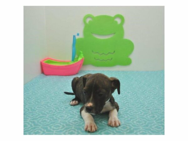 Boggle-DOG-Male-Brindle-21283-Petland Racine, Wisconsin