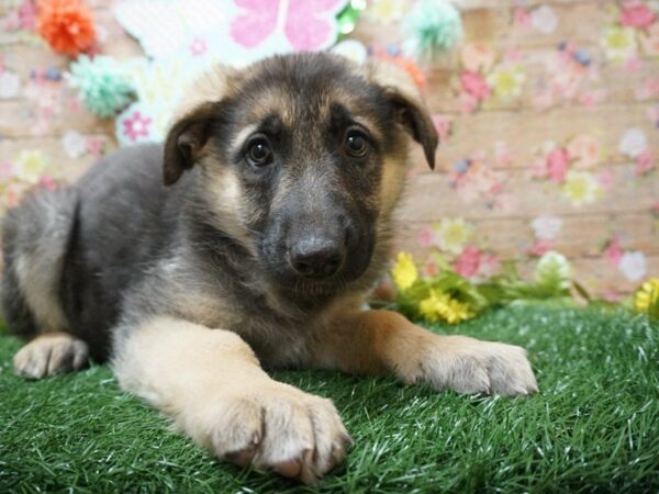 German Shepherd DOG Female BLK/TAN 21286 Petland Racine, Wisconsin