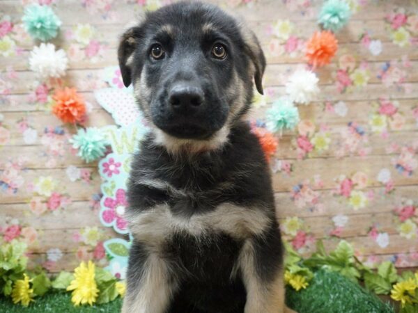 German Shepherd DOG Male BLK/TAN 21285 Petland Racine, Wisconsin