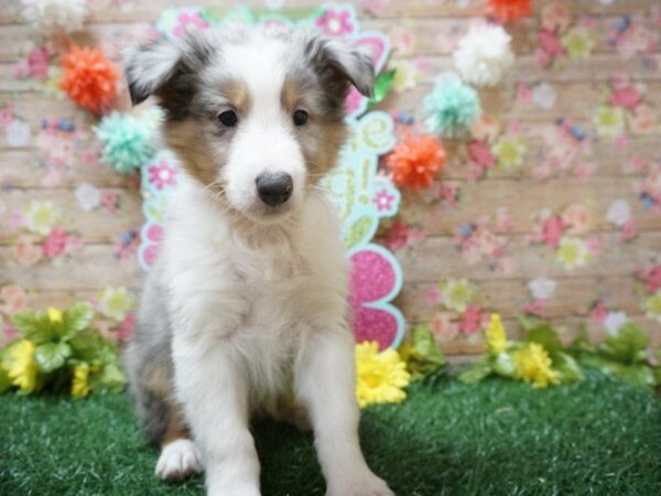 Shetland Sheepdog DOG Male BLUE MERLE 21301 Petland Racine, Wisconsin