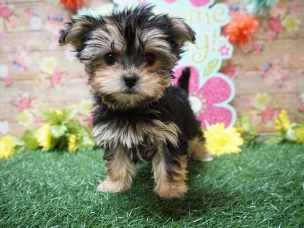 Morkie DOG Female BLK/TN/WH 21289 Petland Racine, Wisconsin