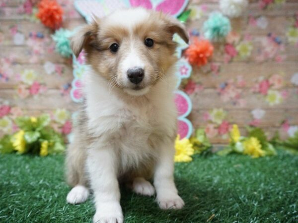 Shetland Sheepdog DOG Female SABLE MERLE 21302 Petland Racine, Wisconsin