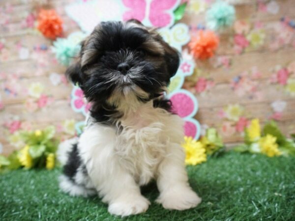 Shih Tzu DOG Male SABLE/WHITE 21292 Petland Racine, Wisconsin