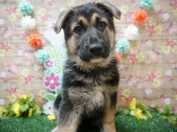 German Shepherd Dog DOG Female Black / Tan 21280 Petland Racine, Wisconsin