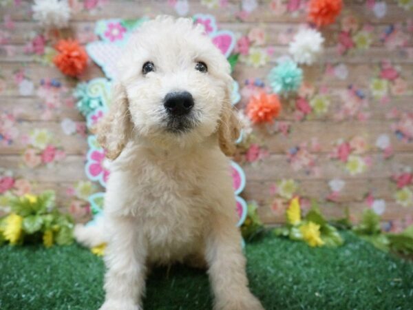 Goldendoodle F1b-DOG-Male-CREAM-21298-Petland Racine, Wisconsin