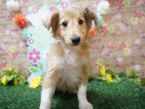 Shetland Sheepdog DOG Male SABLE MERLE 21297 Petland Racine, Wisconsin