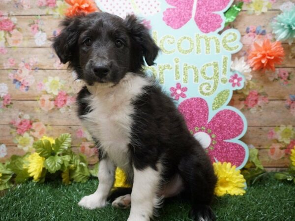 Shetland Sheepdog DOG Male BLK/WH 21296 Petland Racine, Wisconsin