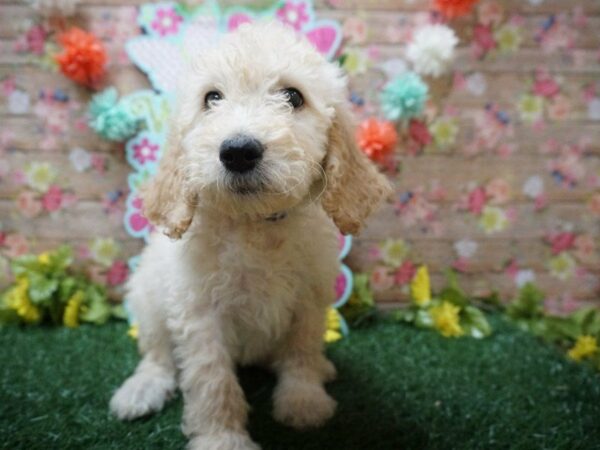 Goldendoodle F1b DOG Female APCT 21290 Petland Racine, Wisconsin