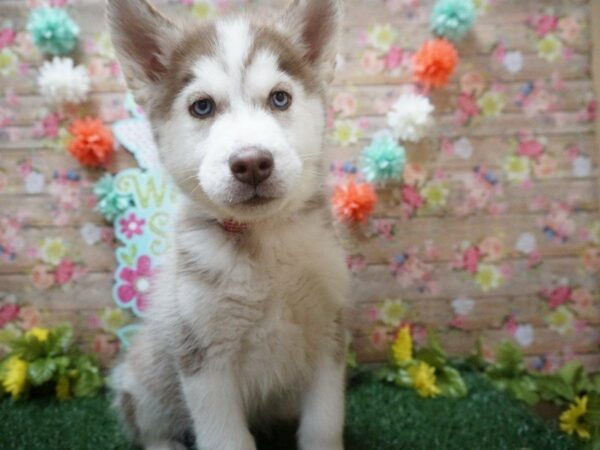 Siberian Husky DOG Male RED/WH 21291 Petland Racine, Wisconsin