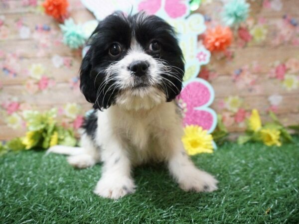 Cavachon DOG Male BLK/WH 21299 Petland Racine, Wisconsin