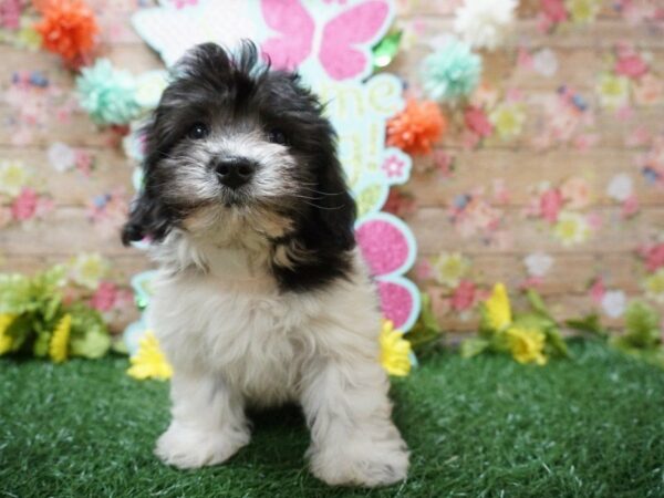 Havanese DOG Female BLK/WH 21295 Petland Racine, Wisconsin