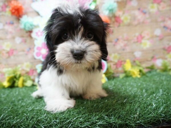 Havanese DOG Male BLK/WH 21294 Petland Racine, Wisconsin