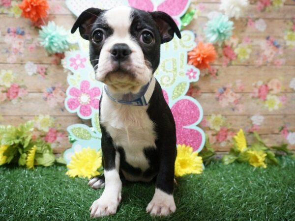 Boston Terrier DOG Female BLK/WH 21288 Petland Racine, Wisconsin