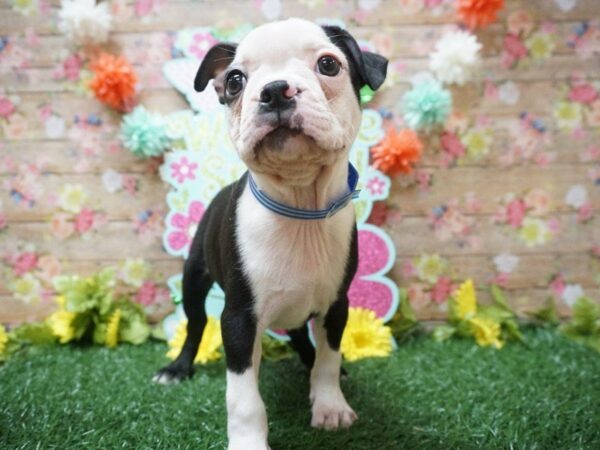 Boston Terrier-DOG-Male-BLK/WH-21287-Petland Racine, Wisconsin