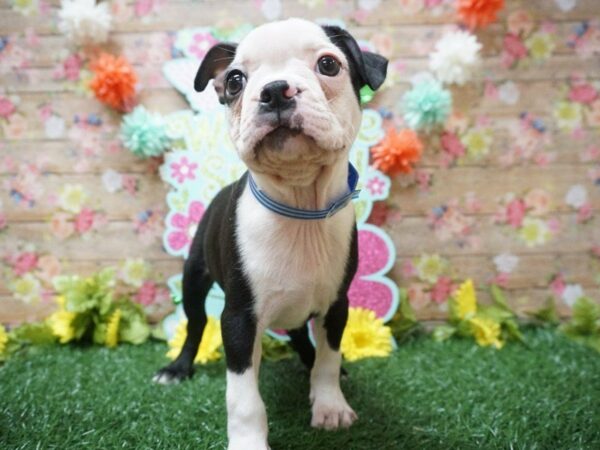 Boston Terrier DOG Male BLK/WH 21287 Petland Racine, Wisconsin