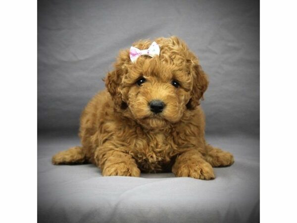 Mini Labradoodle 2nd Gen-DOG-Female-Red-21338-Petland Racine, Wisconsin