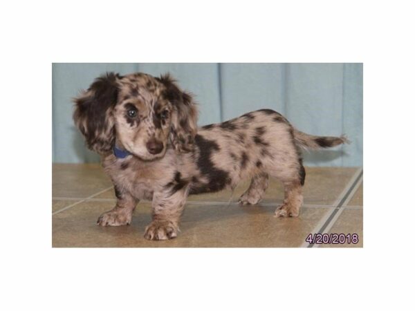 Dachshund DOG Male Chocolate / Tan 21332 Petland Racine, Wisconsin