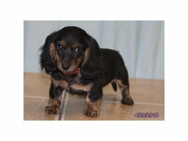 Dachshund DOG Female Black / Tan 21329 Petland Racine, Wisconsin