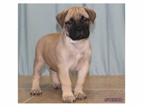 Bullmastiff DOG Female Red Fawn 21321 Petland Racine, Wisconsin