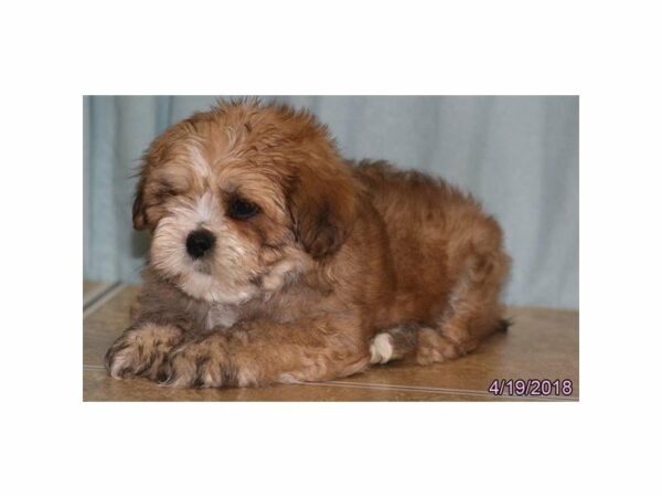 Lhasa Apso DOG Male Red 21328 Petland Racine, Wisconsin