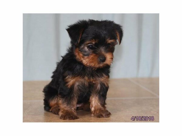 Yorkshire Terrier-DOG-Female-Black / Gold-21327-Petland Racine, Wisconsin