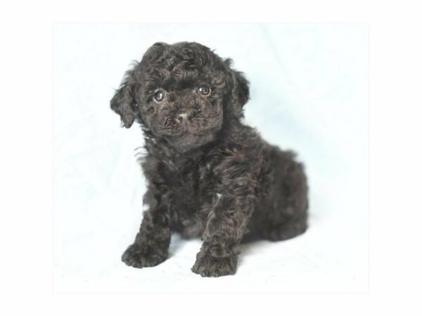 Poodle DOG Female Black 21330 Petland Racine, Wisconsin