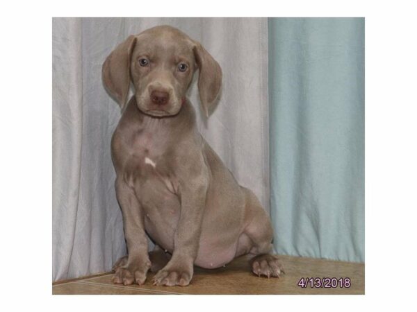 Weimaraner DOG Female Gray 21323 Petland Racine, Wisconsin