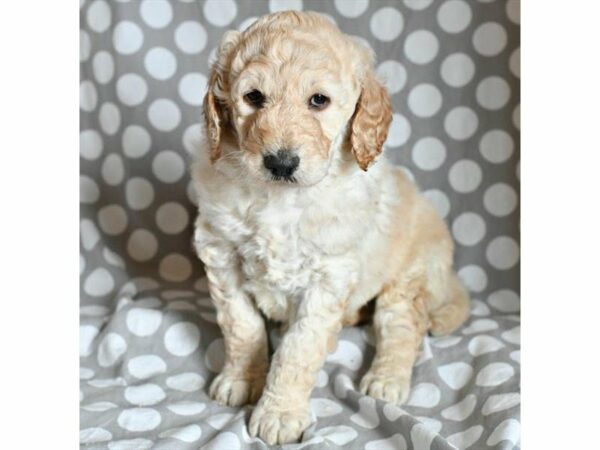 Goldendoodle 2nd Gen DOG Male Light Golden 21322 Petland Racine, Wisconsin