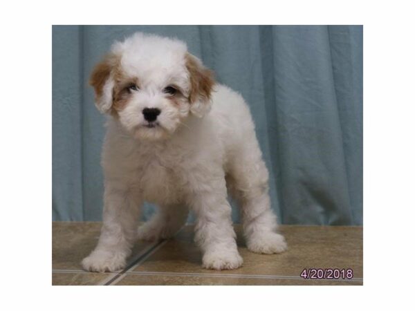 Cavachon-DOG-Male-wh rd mkng-21320-Petland Racine, Wisconsin