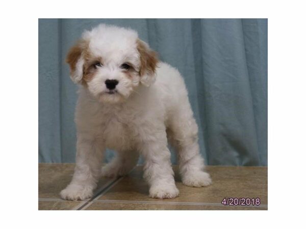 Cavachon DOG Male wh rd mkng 21320 Petland Racine, Wisconsin