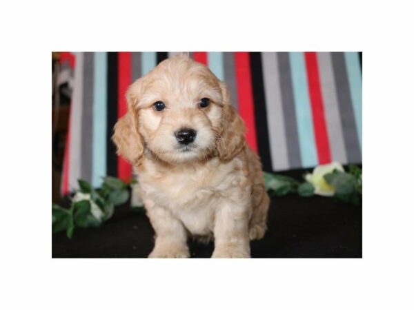 Mini Goldendoodle 2nd Gen DOG Male apct 21318 Petland Racine, Wisconsin