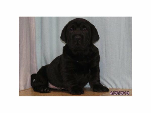 Walrus DOG Male Black 21319 Petland Racine, Wisconsin